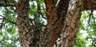 Microrganismos que Habitam nas Cascas das Árvores Removem Metano da Atmosfera Microrganismos que Habitam nas Cascas das Árvores Removem Metano da Atmosfera