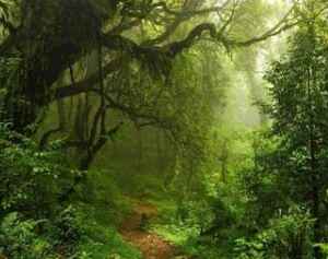 Regeneração Natural de Florestas Pode ser Melhor que Plantio de Árvores