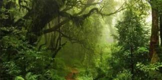 Regeneração Natural de Florestas Pode ser Melhor que Plantio de Árvores Regeneração Natural de Florestas Pode ser Melhor que Plantio de Árvores