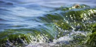 Aumento das Temperaturas Trouxe Mais Algas na Superfície do Mar Adriático temperatura