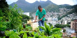 Nova Lei Visa Estimular a Agricultura Urbana e Periurbana nas Cidades Nova Lei Visa Estimular a Agricultura Urbana e Periurbana nas Cidades