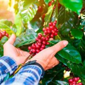 Cientistas Estudam Trazer ao Consumidor o ‘Café Inteligente Para o Clima’