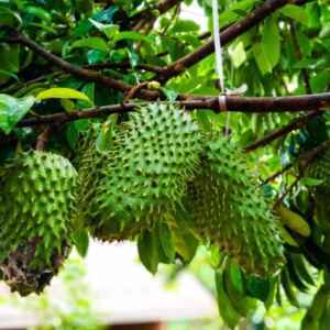 Equipe de Pesquisa Descobre Condições Ótimas para o Cultivo de Graviola graviola