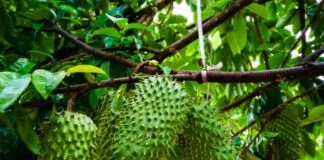 Equipe de Pesquisa Descobre Condições Ótimas para o Cultivo de Graviola graviola