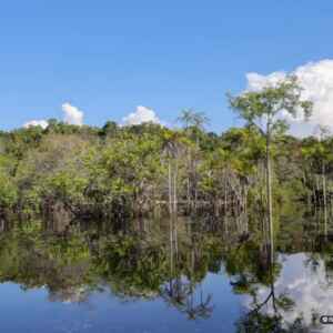 Tecnologia Inovadora Revoluciona Estudo das Florestas Tropicais florestas