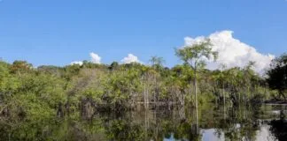 Tecnologia Inovadora Revoluciona Estudo das Florestas Tropicais florestas