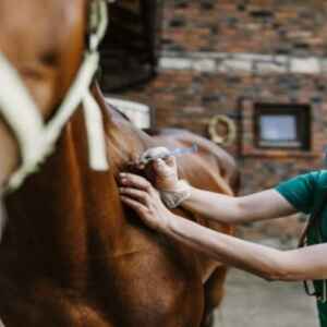 A Evolução Domou Um Vírus Mortal: Alerta Para Futuros Surtos Persiste