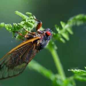 Asas de Cigarras são Antimicrobianas, Impermeáveis e Inovadoras asas