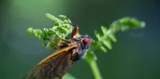 Asas de Cigarras são Antimicrobianas, Impermeáveis e Inovadoras asas