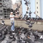 Aves Urbanas Estão Abrigando Bactérias Resistentes a Antibióticos