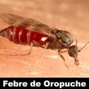 Casos de Febre do Oropouche em 2024 Atinge Níveis Alarmantes