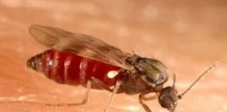 Casos de Febre do Oropouche em 2024 Atinge Níveis Alarmantes Casos de Febre do Oropouche em 2024 Atinge Níveis Alarmantes