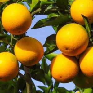 A luta para salvar as laranjas da Flórida