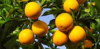 A luta para salvar as laranjas da Flórida A luta para salvar as laranjas da Flórida