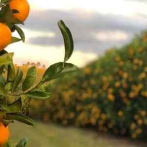 Estudo Inédito Revela Valor da Remoção de Carbono por Hectare de Laranjeiras