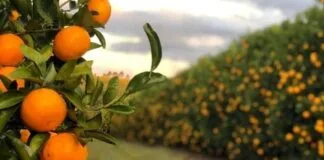 Estudo Inédito Revela Valor da Remoção de Carbono por Hectare de Laranjeiras Estudo Inédito Revela Valor da Remoção de Carbono por Hectare de Laranjeiras