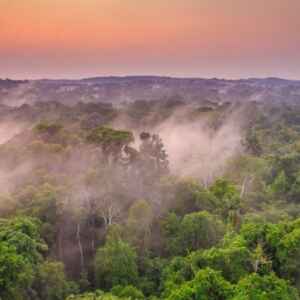 Aumento da Temperatura na Amazônia Limita a Absorção de Gás do Efeito Estufa Pelas Bactérias