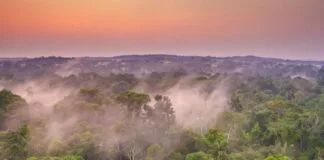 Aumento da Temperatura na Amazônia Limita a Absorção de Gás do Efeito Estufa Pelas Bactérias Aumento da Temperatura na Amazônia Limita a Absorção de Gás do Efeito Estufa Pelas Bactérias
