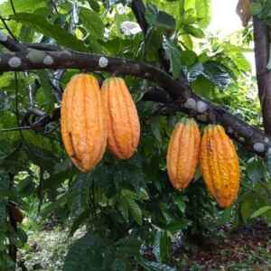 CRA Apoia Cultivo de Cacau Familiar na Fronteira do Desmatamento Amazônico