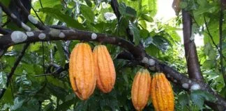 CRA Apoia Cultivo de Cacau Familiar na Fronteira do Desmatamento Amazônico CRA Apoia Cultivo de Cacau Familiar na Fronteira do Desmatamento Amazônico