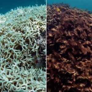 Elevação da Temperatura do Mar Conduz a Barreira de Corais ao Colapso