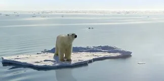Crise Climática Global Precisa de Medidas Urgentes da COP 30 Crise Climática Global Precisa de Medidas Urgentes da COP 30