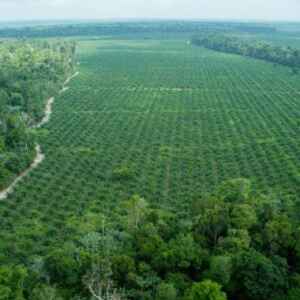 Banco Mundial Emite Títulos Para Reflorestamento na Amazônia