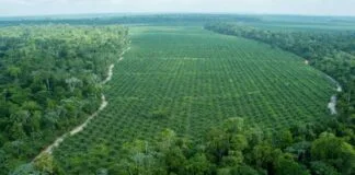 Banco Mundial Emite Títulos Para Reflorestamento na Amazônia Banco Mundial Emite Títulos Para Reflorestamento na Amazônia