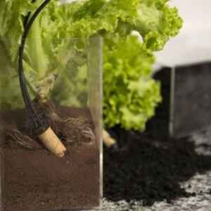 Sensor de irrigação aumenta produtividade e reduz custos na agricultura