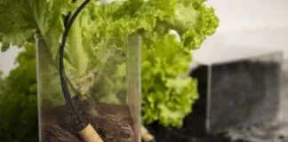 Sensor de irrigação aumenta produtividade e reduz custos na agricultura Sensor de irrigação aumenta produtividade e reduz custos na agricultura