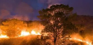 Mudanças Climáticas Elevam em 20 Vezes o Risco de Incêndios Florestais na Amazônia Mudanças Climáticas Elevam em 20 Vezes o Risco de Incêndios Florestais na Amazônia