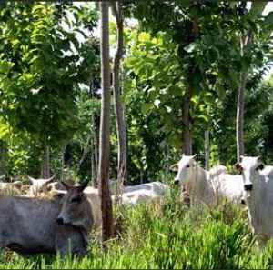 Práticas Sustentáveis na Agropecuária Ajudam a Reduzir Emissões de Gases do Efeito Estufa