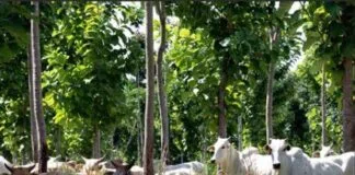 Práticas Sustentáveis na Agropecuária Ajudam a Reduzir Emissões de Gases do Efeito Estufa Práticas Sustentáveis na Agropecuária Ajudam a Reduzir Emissões de Gases do Efeito Estufa
