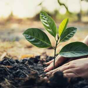 Banco Mundial Lança Título de US$ 225 Milhões para Reflorestamento da Amazônia banco