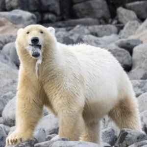Foto de urso polar no Ártico com plástico na boca deflagra poluição ambiental foto