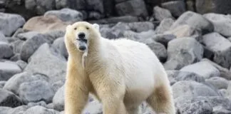 Foto de urso polar no Ártico com plástico na boca deflagra poluição ambiental foto