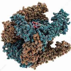 Estudo avança na descoberta de compostos que ativam proteína essencial para a ‘reciclagem celular’