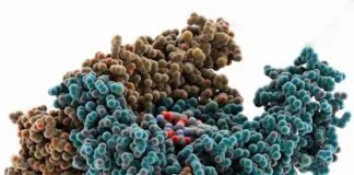 Estudo avança na descoberta de compostos que ativam proteína essencial para a ‘reciclagem celular’ Estudo avança na descoberta de compostos que ativam proteína essencial para a ‘reciclagem celular’