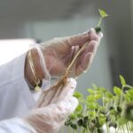 Privatização de sementes por patentes europeias ameaça a segurança alimentar sementes