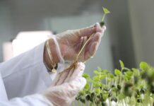 Privatização de sementes por patentes europeias ameaça a segurança alimentar sementes