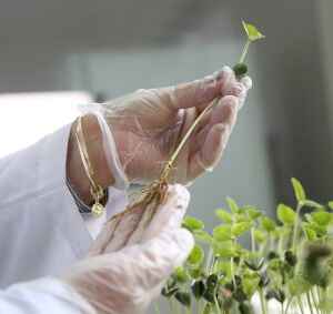 Privatização de sementes por patentes europeias ameaça a segurança alimentar sementes