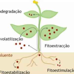 Avaliação do potencial de espécies vegetais para minimizar a poluição de resíduos plásticos plásticos