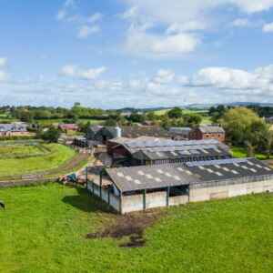 Gigante de laticínios adota painéis solares para compensar emissões de metano pelos bovinos painéis
