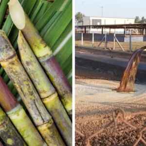 Pesquisadores utilizam cinzas do bagaço da cana para extrair fertilizantes da vinhaça vinhaça