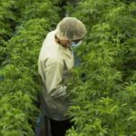 Cooperativa equatoriana produzirá biochar de cannabis na Amazônia cooperativa