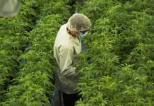 Cooperativa equatoriana produzirá biochar de cannabis na Amazônia cooperativa