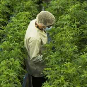 Cooperativa equatoriana produzirá biochar de cannabis na Amazônia cooperativa