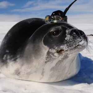 A marcação de focas com sensores ajuda os cientistas a rastrearem as correntes oceânicas e as mudanças climáticas