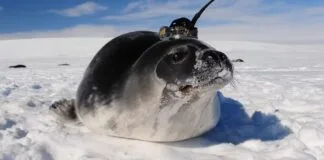 A marcação de focas com sensores ajuda os cientistas a rastrearem as correntes oceânicas e as mudanças climáticas A marcação de focas com sensores ajuda os cientistas a rastrearem as correntes oceânicas e as mudanças climáticas