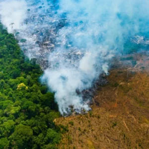 Desmatamento na Amazônia: Um Alarme para o Mundo Desmatamento na Amazônia entenda as principais causas e consequências